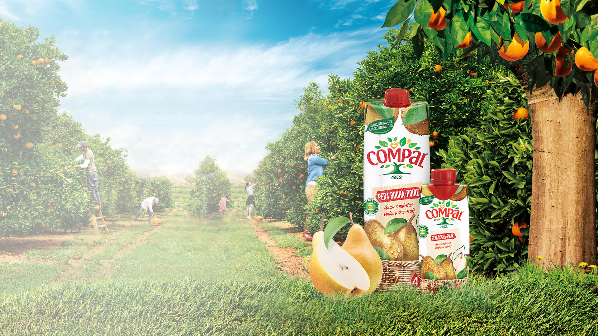 Rocha Pears From Portugal 