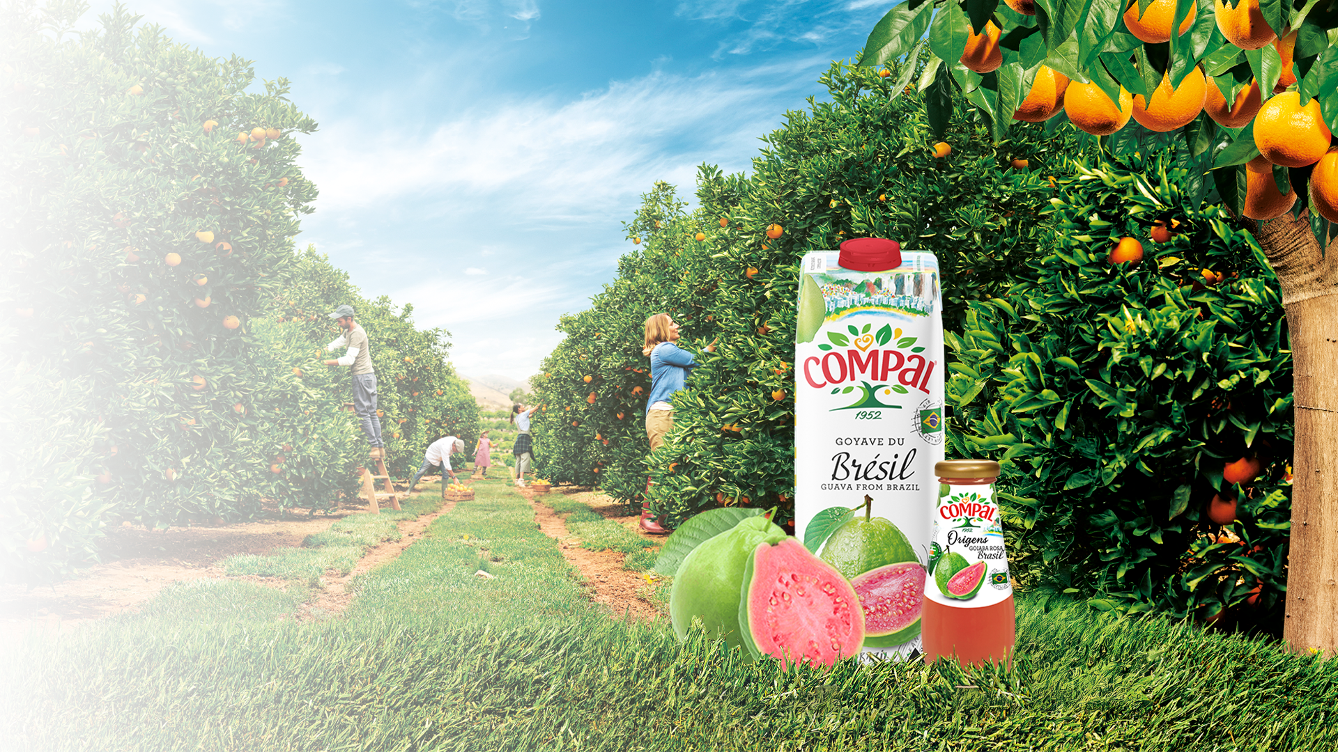 Brazilian Guava Classic